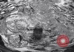 Image of Boy's Club admits boys of all races New Haven Connecticut USA, 1940, second 45 stock footage video 65675028786