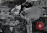 Image of North Korean Students visit Russia North Korea, 1948, second 47 stock footage video 65675028795