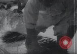 Image of Korean farmers doing farming activities North Korea, 1947, second 60 stock footage video 65675028813