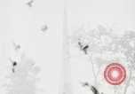 Image of Rallies and Demonstrations on Independence Day Pyongyang North Korea, 1948, second 3 stock footage video 65675028835
