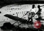 Standbild koreanischen Bauern schneiden trockenen im Reisfeld Korea, 1936, aus Sekunde 9 historischem Filmmaterial Videoclip 65675028842