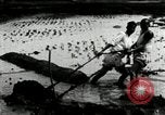 Standbild koreanischen Bauern schneiden trockenen im Reisfeld Korea, 1936, aus Sekunde 10 historischem Filmmaterial Videoclip 65675028842
