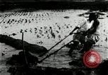 Standbild koreanischen Bauern schneiden trockenen im Reisfeld Korea, 1936, aus Sekunde 11 historischem Filmmaterial Videoclip 65675028842