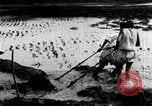Standbild koreanischen Bauern schneiden trockenen im Reisfeld Korea, 1936, aus Sekunde 12 historischem Filmmaterial Videoclip 65675028842
