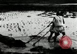 Standbild koreanischen Bauern schneiden trockenen im Reisfeld Korea, 1936, aus Sekunde 13 historischem Filmmaterial Videoclip 65675028842
