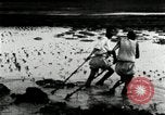 Standbild koreanischen Bauern schneiden trockenen im Reisfeld Korea, 1936, aus Sekunde 14 historischem Filmmaterial Videoclip 65675028842