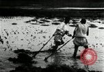 Standbild koreanischen Bauern schneiden trockenen im Reisfeld Korea, 1936, aus Sekunde 15 historischem Filmmaterial Videoclip 65675028842