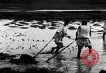 Standbild koreanischen Bauern schneiden trockenen im Reisfeld Korea, 1936, aus Sekunde 17 historischem Filmmaterial Videoclip 65675028842