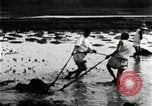 Standbild koreanischen Bauern schneiden trockenen im Reisfeld Korea, 1936, aus Sekunde 18 historischem Filmmaterial Videoclip 65675028842