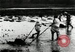 Standbild koreanischen Bauern schneiden trockenen im Reisfeld Korea, 1936, aus Sekunde 19 historischem Filmmaterial Videoclip 65675028842