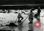 Standbild koreanischen Bauern schneiden trockenen im Reisfeld Korea, 1936, aus Sekunde 20 historischem Filmmaterial Videoclip 65675028842