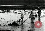 Standbild koreanischen Bauern schneiden trockenen im Reisfeld Korea, 1936, aus Sekunde 21 historischem Filmmaterial Videoclip 65675028842