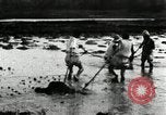 Standbild koreanischen Bauern schneiden trockenen im Reisfeld Korea, 1936, aus Sekunde 22 historischem Filmmaterial Videoclip 65675028842