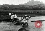 Standbild koreanischen Bauern schneiden trockenen im Reisfeld Korea, 1936, aus Sekunde 36 historischem Filmmaterial Videoclip 65675028842
