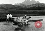 Standbild koreanischen Bauern schneiden trockenen im Reisfeld Korea, 1936, aus Sekunde 37 historischem Filmmaterial Videoclip 65675028842