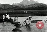 Standbild koreanischen Bauern schneiden trockenen im Reisfeld Korea, 1936, aus Sekunde 38 historischem Filmmaterial Videoclip 65675028842