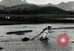 Standbild koreanischen Bauern schneiden trockenen im Reisfeld Korea, 1936, aus Sekunde 43 historischem Filmmaterial Videoclip 65675028842