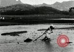 Standbild koreanischen Bauern schneiden trockenen im Reisfeld Korea, 1936, aus Sekunde 44 historischem Filmmaterial Videoclip 65675028842