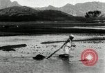 Standbild koreanischen Bauern schneiden trockenen im Reisfeld Korea, 1936, aus Sekunde 45 historischem Filmmaterial Videoclip 65675028842