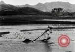 Standbild koreanischen Bauern schneiden trockenen im Reisfeld Korea, 1936, aus Sekunde 46 historischem Filmmaterial Videoclip 65675028842