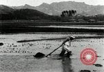 Standbild koreanischen Bauern schneiden trockenen im Reisfeld Korea, 1936, aus Sekunde 47 historischem Filmmaterial Videoclip 65675028842