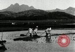 Standbild koreanischen Bauern schneiden trockenen im Reisfeld Korea, 1936, aus Sekunde 50 historischem Filmmaterial Videoclip 65675028842