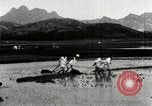 Standbild koreanischen Bauern schneiden trockenen im Reisfeld Korea, 1936, aus Sekunde 52 historischem Filmmaterial Videoclip 65675028842