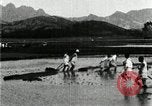 Standbild koreanischen Bauern schneiden trockenen im Reisfeld Korea, 1936, aus Sekunde 55 historischem Filmmaterial Videoclip 65675028842
