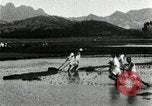 Standbild koreanischen Bauern schneiden trockenen im Reisfeld Korea, 1936, aus Sekunde 56 historischem Filmmaterial Videoclip 65675028842