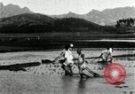 Standbild koreanischen Bauern schneiden trockenen im Reisfeld Korea, 1936, aus Sekunde 58 historischem Filmmaterial Videoclip 65675028842