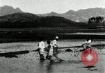 Standbild koreanischen Bauern schneiden trockenen im Reisfeld Korea, 1936, aus Sekunde 59 historischem Filmmaterial Videoclip 65675028842