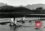 Standbild koreanischen Bauern schneiden trockenen im Reisfeld Korea, 1936, aus Sekunde 60 historischem Filmmaterial Videoclip 65675028842