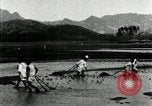 Standbild koreanischen Bauern schneiden trockenen im Reisfeld Korea, 1936, aus Sekunde 61 historischem Filmmaterial Videoclip 65675028842