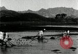 Standbild koreanischen Bauern schneiden trockenen im Reisfeld Korea, 1936, aus Sekunde 62 historischem Filmmaterial Videoclip 65675028842