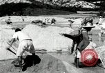 Standbild koreanischen Bauern sand Entfernen von Reis Bereich Korea, 1936, aus Sekunde 25 historischem Filmmaterial Videoclip 65675028843