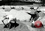 Standbild koreanischen Bauern sand Entfernen von Reis Bereich Korea, 1936, aus Sekunde 29 historischem Filmmaterial Videoclip 65675028843