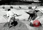 Standbild koreanischen Bauern sand Entfernen von Reis Bereich Korea, 1936, aus Sekunde 30 historischem Filmmaterial Videoclip 65675028843