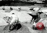Standbild koreanischen Bauern sand Entfernen von Reis Bereich Korea, 1936, aus Sekunde 31 historischem Filmmaterial Videoclip 65675028843