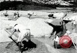 Standbild koreanischen Bauern sand Entfernen von Reis Bereich Korea, 1936, aus Sekunde 32 historischem Filmmaterial Videoclip 65675028843
