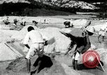 Standbild koreanischen Bauern sand Entfernen von Reis Bereich Korea, 1936, aus Sekunde 33 historischem Filmmaterial Videoclip 65675028843