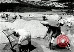 Standbild koreanischen Bauern sand Entfernen von Reis Bereich Korea, 1936, aus Sekunde 34 historischem Filmmaterial Videoclip 65675028843