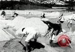 Standbild koreanischen Bauern sand Entfernen von Reis Bereich Korea, 1936, aus Sekunde 36 historischem Filmmaterial Videoclip 65675028843