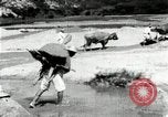 Standbild koreanischen Bauern sand Entfernen von Reis Bereich Korea, 1936, aus Sekunde 43 historischem Filmmaterial Videoclip 65675028843