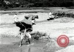 Standbild koreanischen Bauern sand Entfernen von Reis Bereich Korea, 1936, aus Sekunde 44 historischem Filmmaterial Videoclip 65675028843