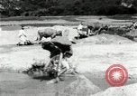 Standbild koreanischen Bauern sand Entfernen von Reis Bereich Korea, 1936, aus Sekunde 45 historischem Filmmaterial Videoclip 65675028843