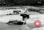 Standbild koreanischen Bauern sand Entfernen von Reis Bereich Korea, 1936, aus Sekunde 46 historischem Filmmaterial Videoclip 65675028843
