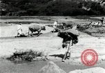 Standbild koreanischen Bauern sand Entfernen von Reis Bereich Korea, 1936, aus Sekunde 47 historischem Filmmaterial Videoclip 65675028843