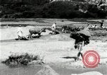 Standbild koreanischen Bauern sand Entfernen von Reis Bereich Korea, 1936, aus Sekunde 48 historischem Filmmaterial Videoclip 65675028843