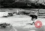 Standbild koreanischen Bauern sand Entfernen von Reis Bereich Korea, 1936, aus Sekunde 49 historischem Filmmaterial Videoclip 65675028843