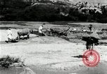 Standbild koreanischen Bauern sand Entfernen von Reis Bereich Korea, 1936, aus Sekunde 50 historischem Filmmaterial Videoclip 65675028843